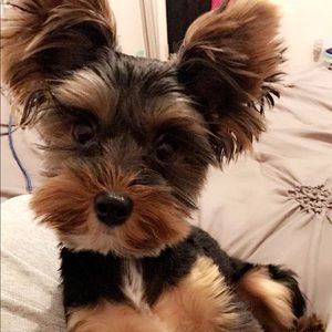 Meet your Posher, Celeste